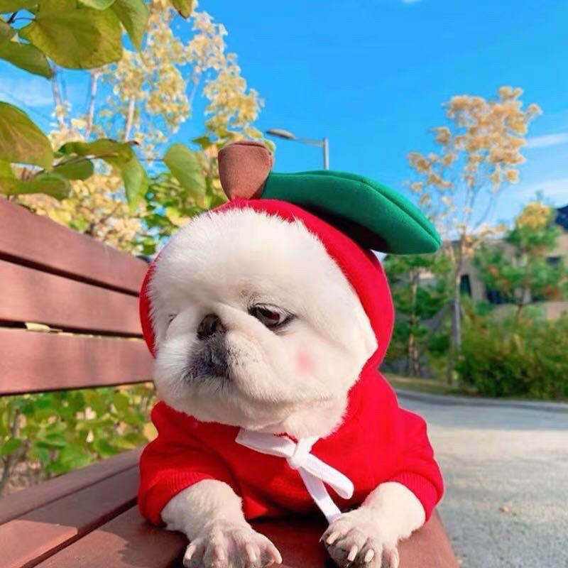 "Cute Fruit Dog Hoodie – Winter Warm Fleece Pet Outfit for Small Dogs & Cats"